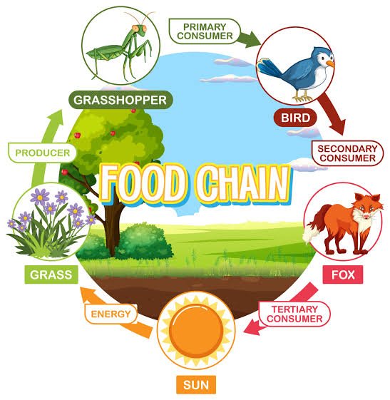 Hot Food Chain