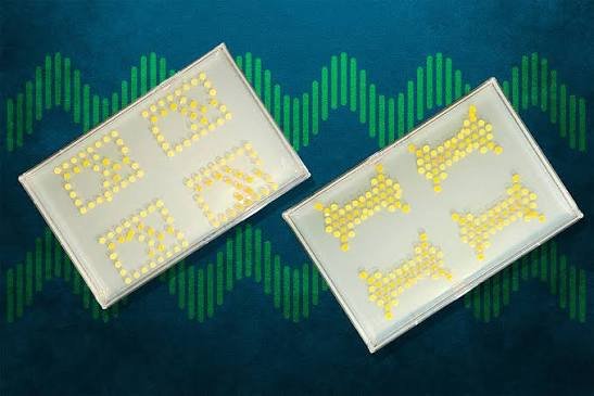 Living Bacterial Transistors Created
