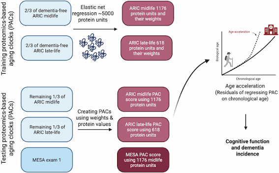Role of Proteomic Aging Clocks
