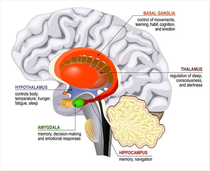 Role of the Hippocampus